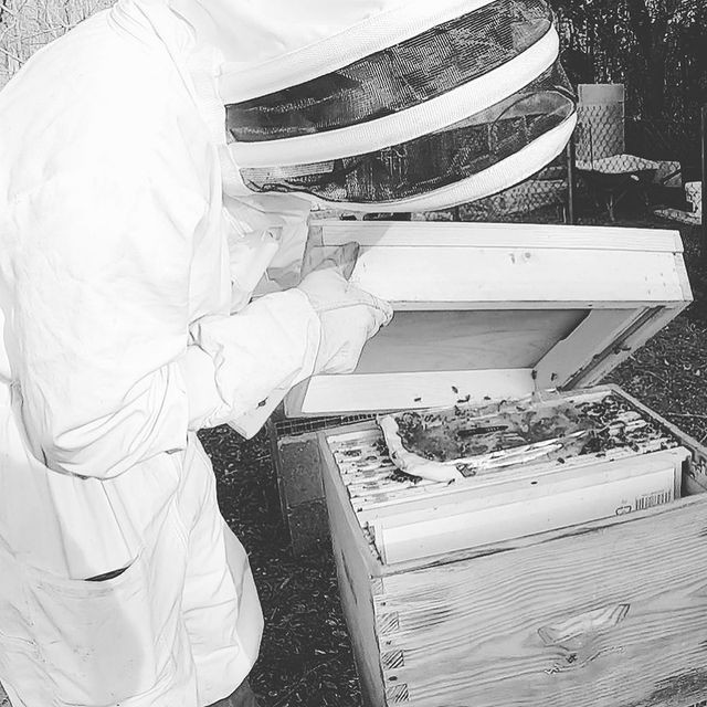 Ouverture des ruches