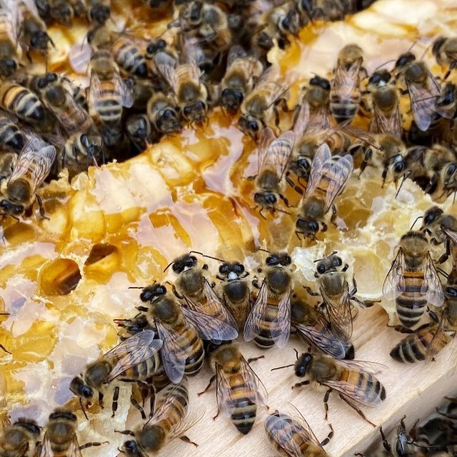 Les abeilles se régalent